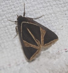 Agamana conjungens