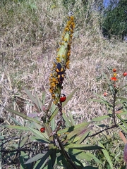 Oncopeltus cingulifer
