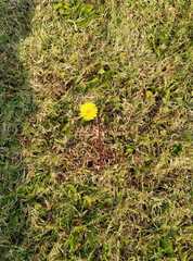 Taraxacum
