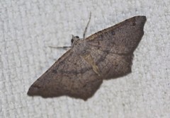 Dissomorphia australiaria