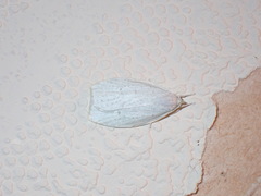 Nymphostola galactina
