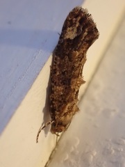 Lysiphragma epixyla