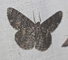 Amblychia subrubida