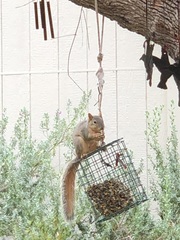 Sciurus niger