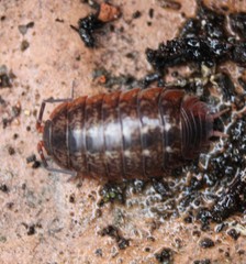 Protracheoniscus politus