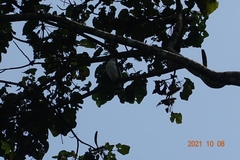 Pseudastur occidentalis