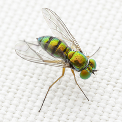 Condylostylus