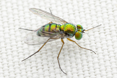 Condylostylus