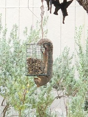 Sciurus niger