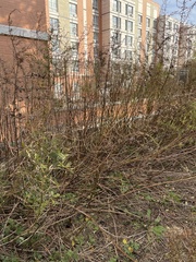 Artemisia vulgaris