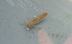 Coleophora versurella