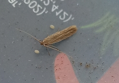 Coleophora versurella