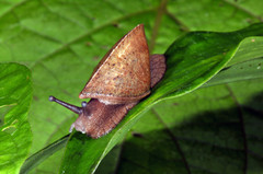Parthena acutangula