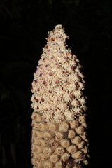 Ombrophytum peruvianum