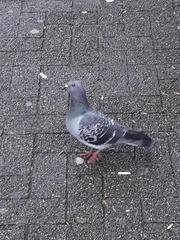 Columba livia domestica