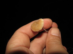 Mycetinis copelandii