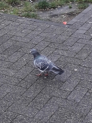 Columba livia domestica
