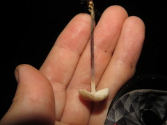 Mycetinis copelandii