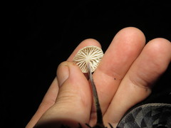 Mycetinis copelandii