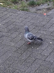 Columba livia domestica