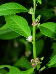 Struchium sparganophorum