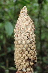 Ombrophytum peruvianum