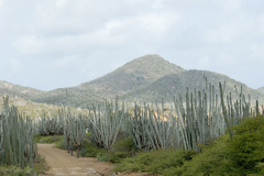 Cereus repandus