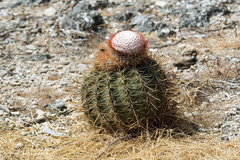 Melocactus macracanthos