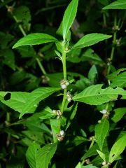 Struchium sparganophorum