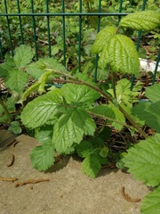 Rubus fruticosus