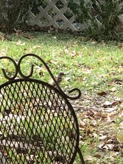 Passer domesticus