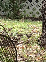 Passer domesticus