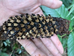 Ombrophytum peruvianum