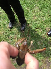 Cambarus carinirostris