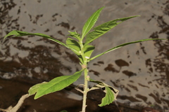 Struchium sparganophorum