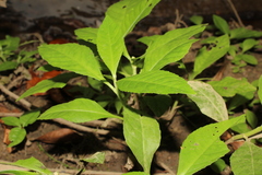 Struchium sparganophorum