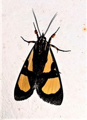 Agoma trimenii