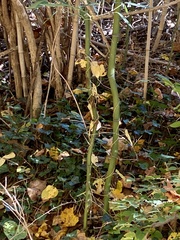 Phyllostachys aureosulcata