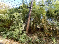 Phyllostachys aureosulcata