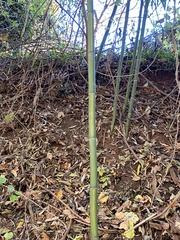 Phyllostachys aureosulcata