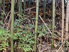 Phyllostachys aureosulcata