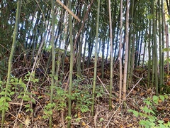 Phyllostachys aureosulcata