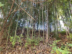 Phyllostachys aureosulcata
