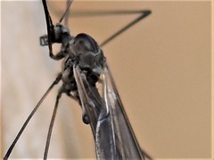 Trichocera regelationis