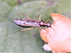 Dicyphus errans
