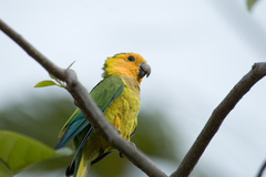 Eupsittula pertinax xanthogenia