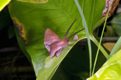 Parthena acutangula
