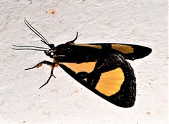 Agoma trimenii