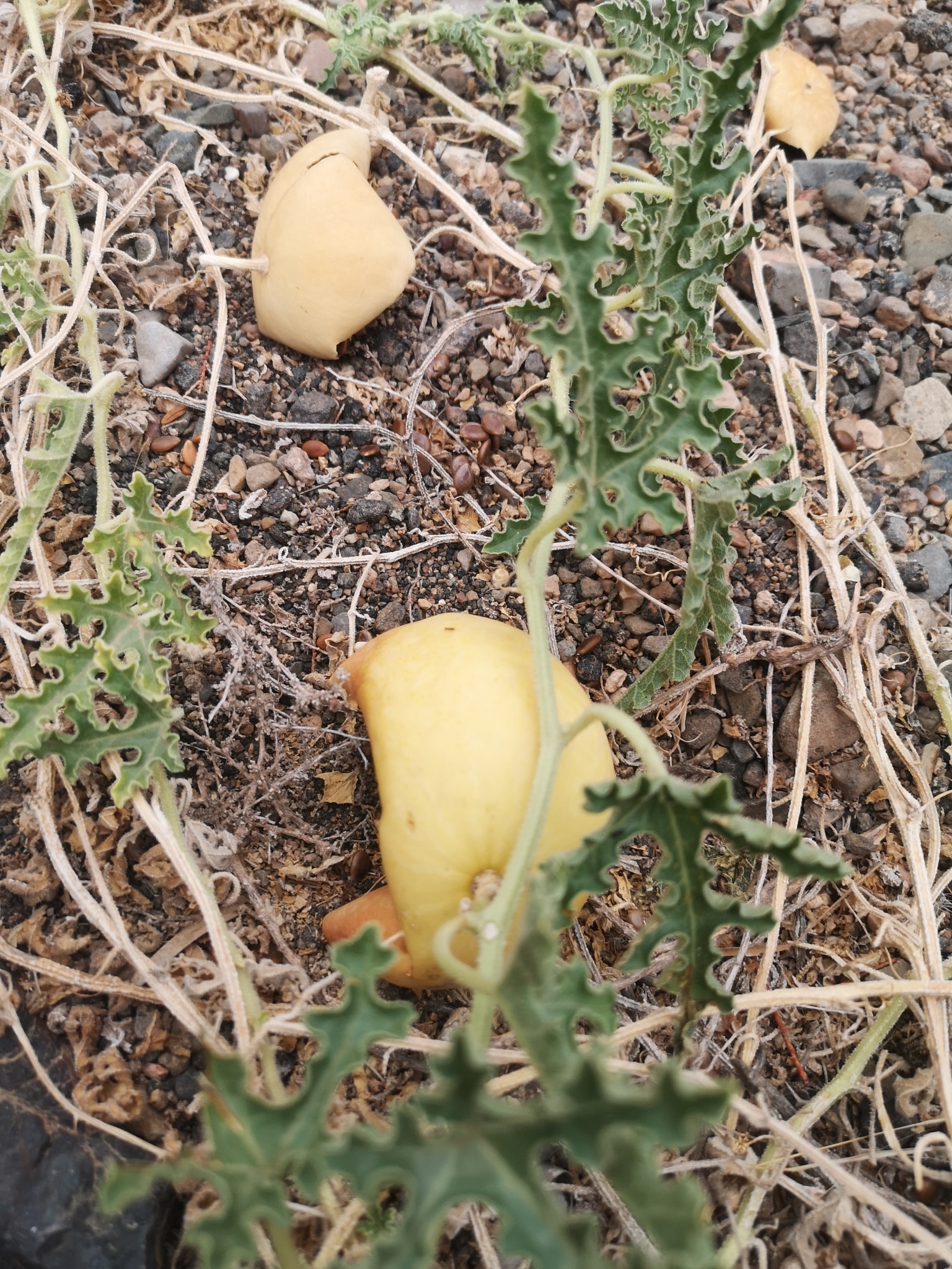 Coloquíntida
