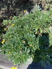 Euryops chrysanthemoides